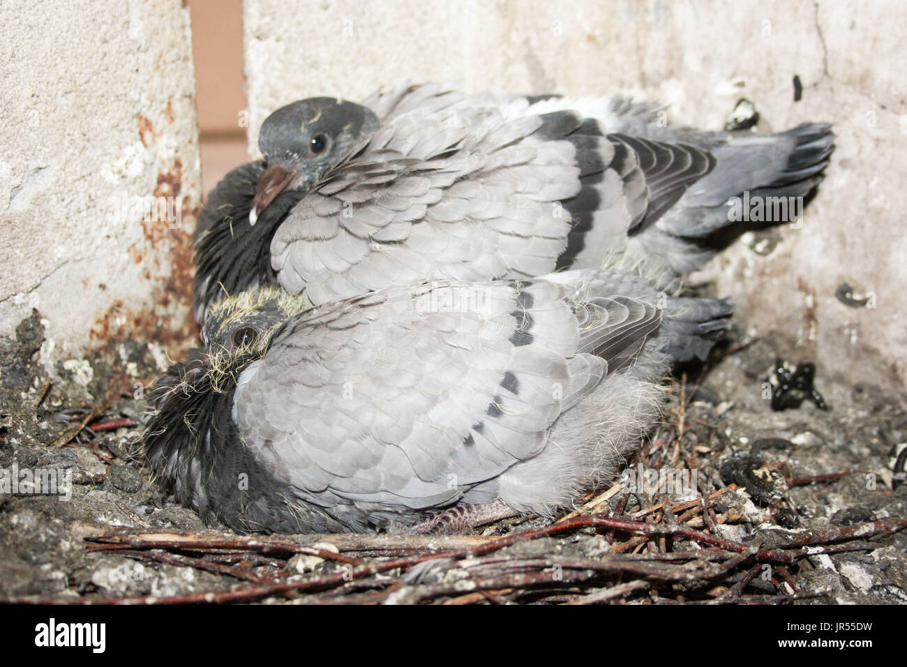 Brüten Tauben Immer Im Gleichen Nest Wildtaubenjunge im nest -Fotos und -Bildmaterial in hoher Auflösung – Alamy