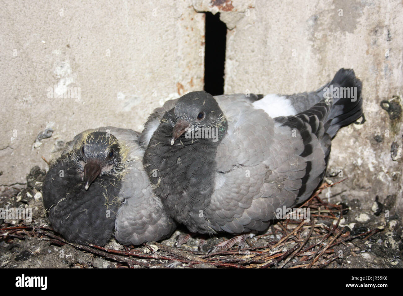 Brüten Tauben Immer Im Gleichen Nest Wildtaubenjunge im nest -Fotos und -Bildmaterial in hoher Auflösung – Alamy