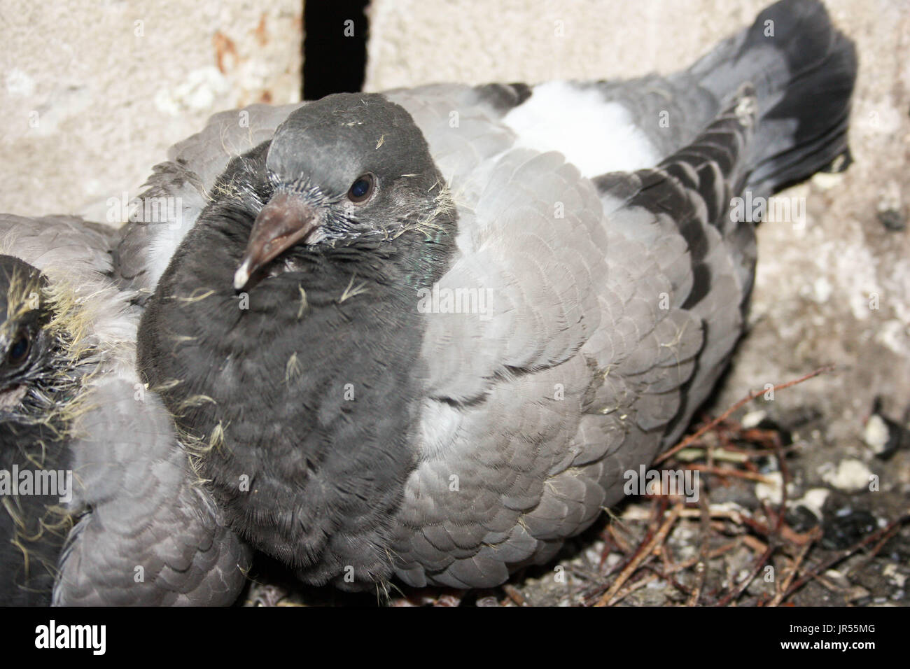Brüten Tauben Immer Im Gleichen Nest Wildtaubenjunge im nest -Fotos und -Bildmaterial in hoher Auflösung – Alamy