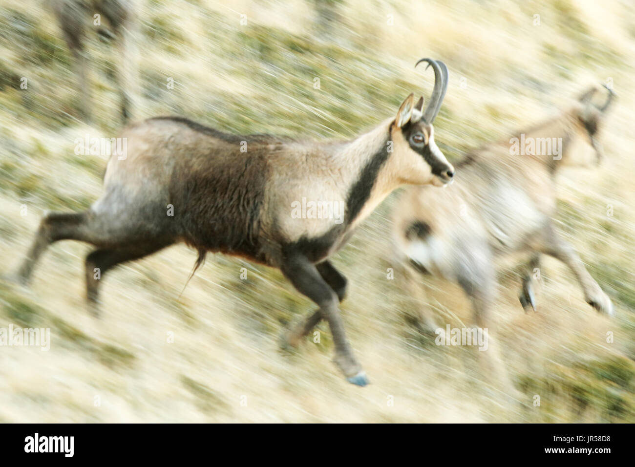 Appennine Chamois, Gran Sasso Nationalpark, Campo Imperatore, Majella. Stockfoto