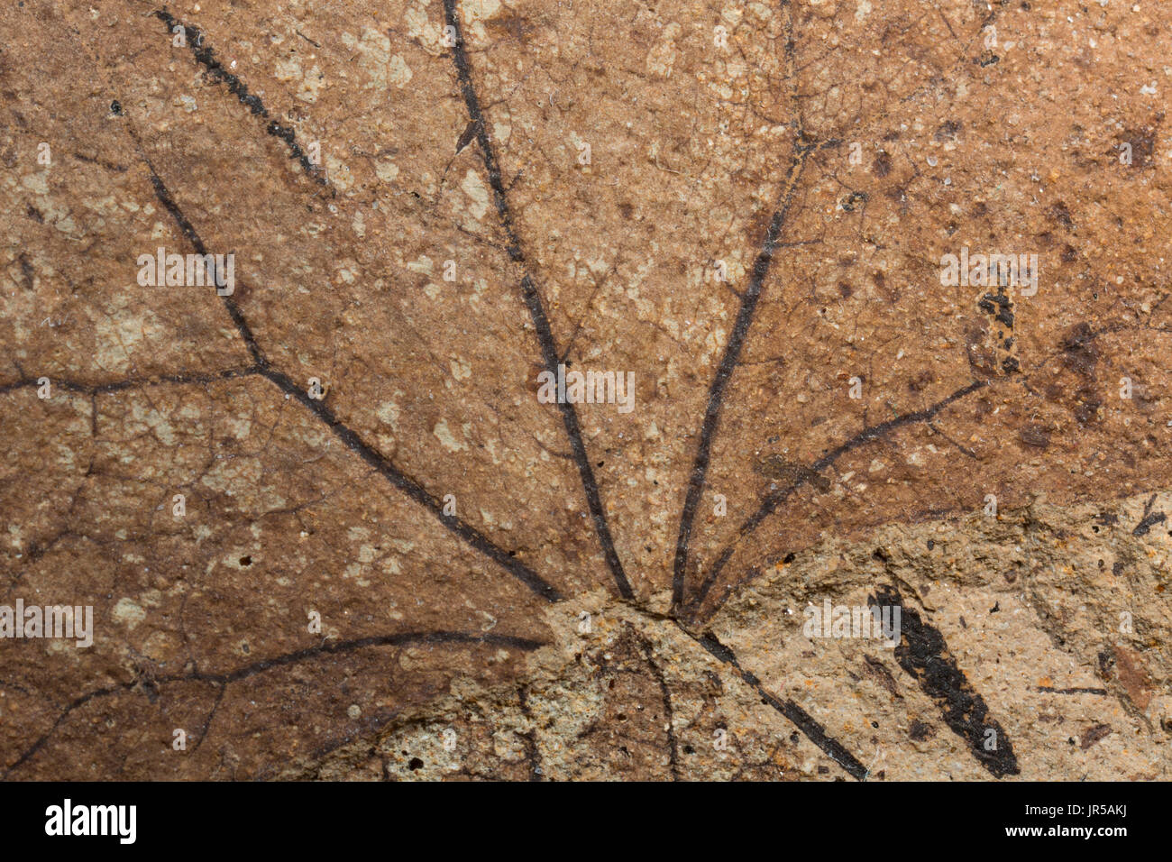 Fossilen Blatt, Mount Hood National Forest, Oregon Stockfoto