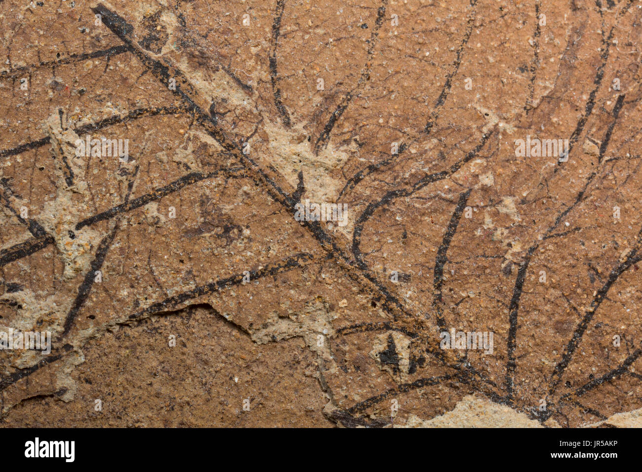 Fossilen Blatt, Mount Hood National Forest, Oregon Stockfoto