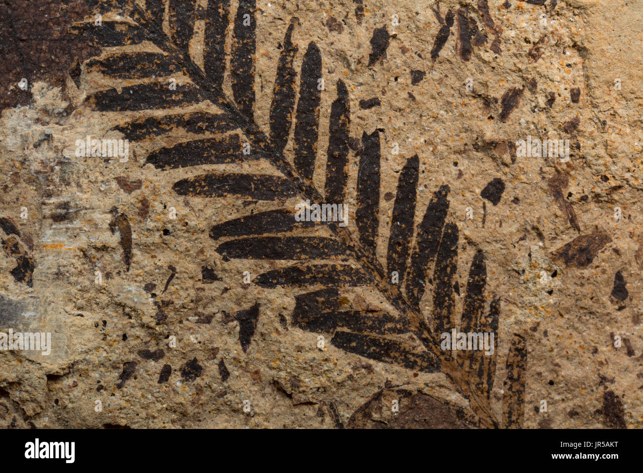 Fossilen Blatt, Mount Hood National Forest, Oregon Stockfoto