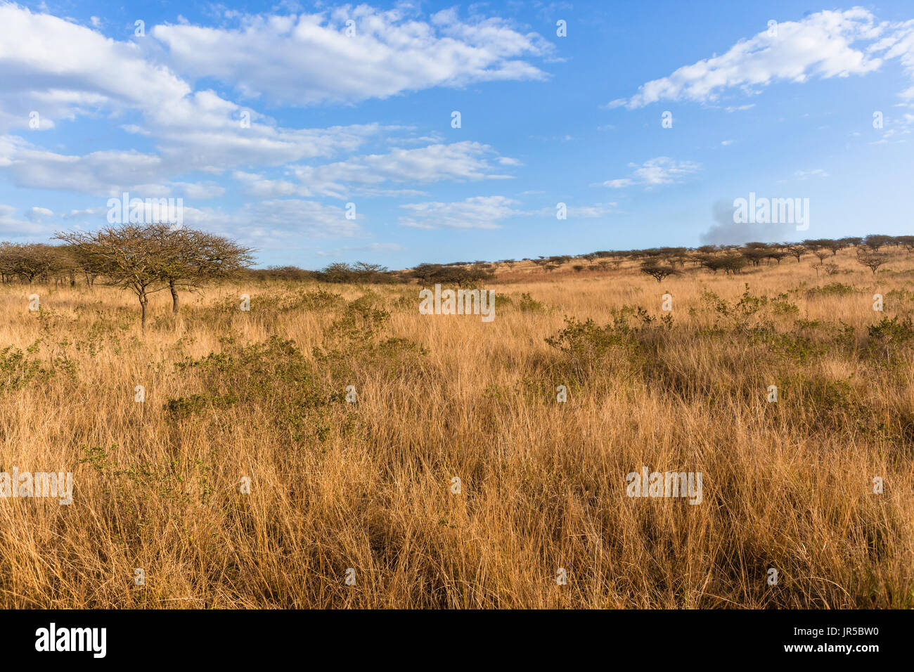 Wildnis Afrikas trockenen Winter Grasbäume Wildlife Naturschutzgebiet Landschaft. Stockfoto