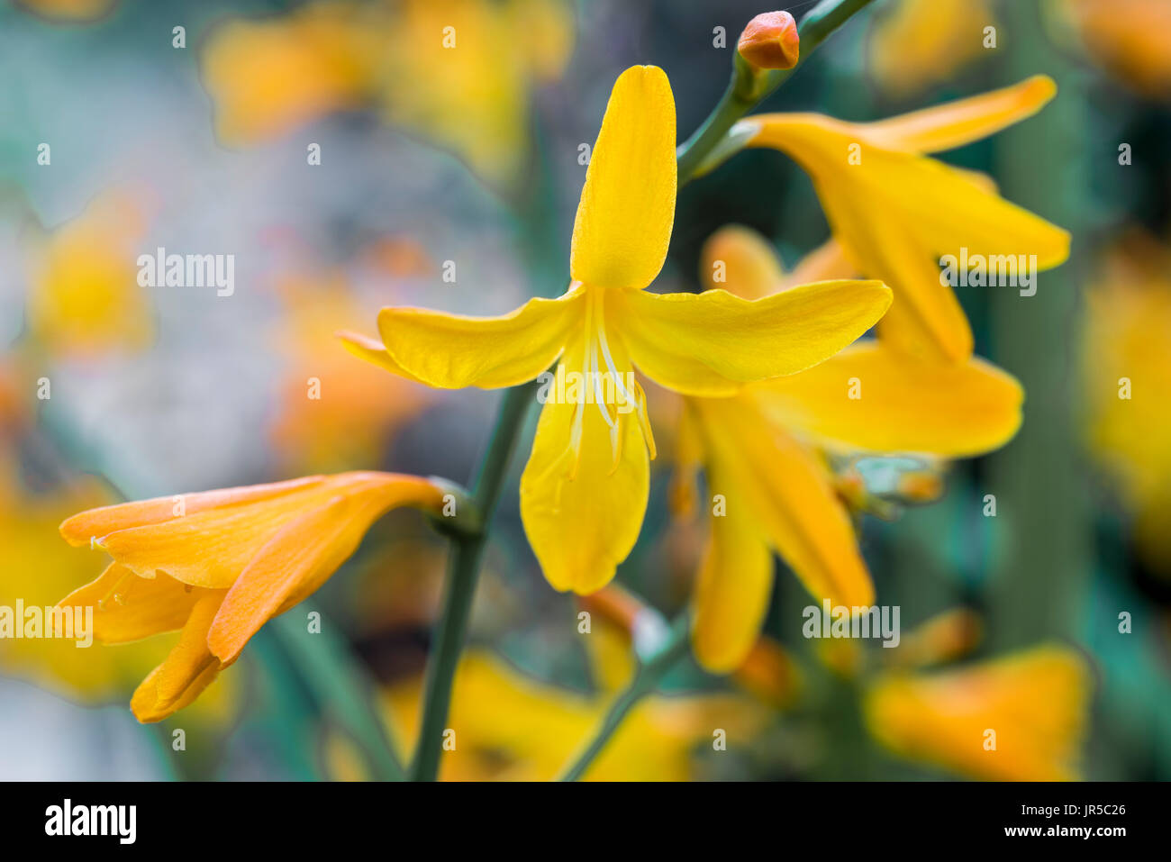 Leuchtend gelb/Orange Blüten von Crocosmia George Davison. Stockfoto