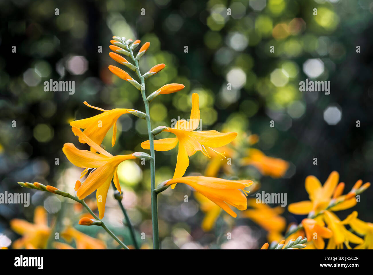 Leuchtend gelb/Orange Blüten von Crocosmia George Davison. Stockfoto
