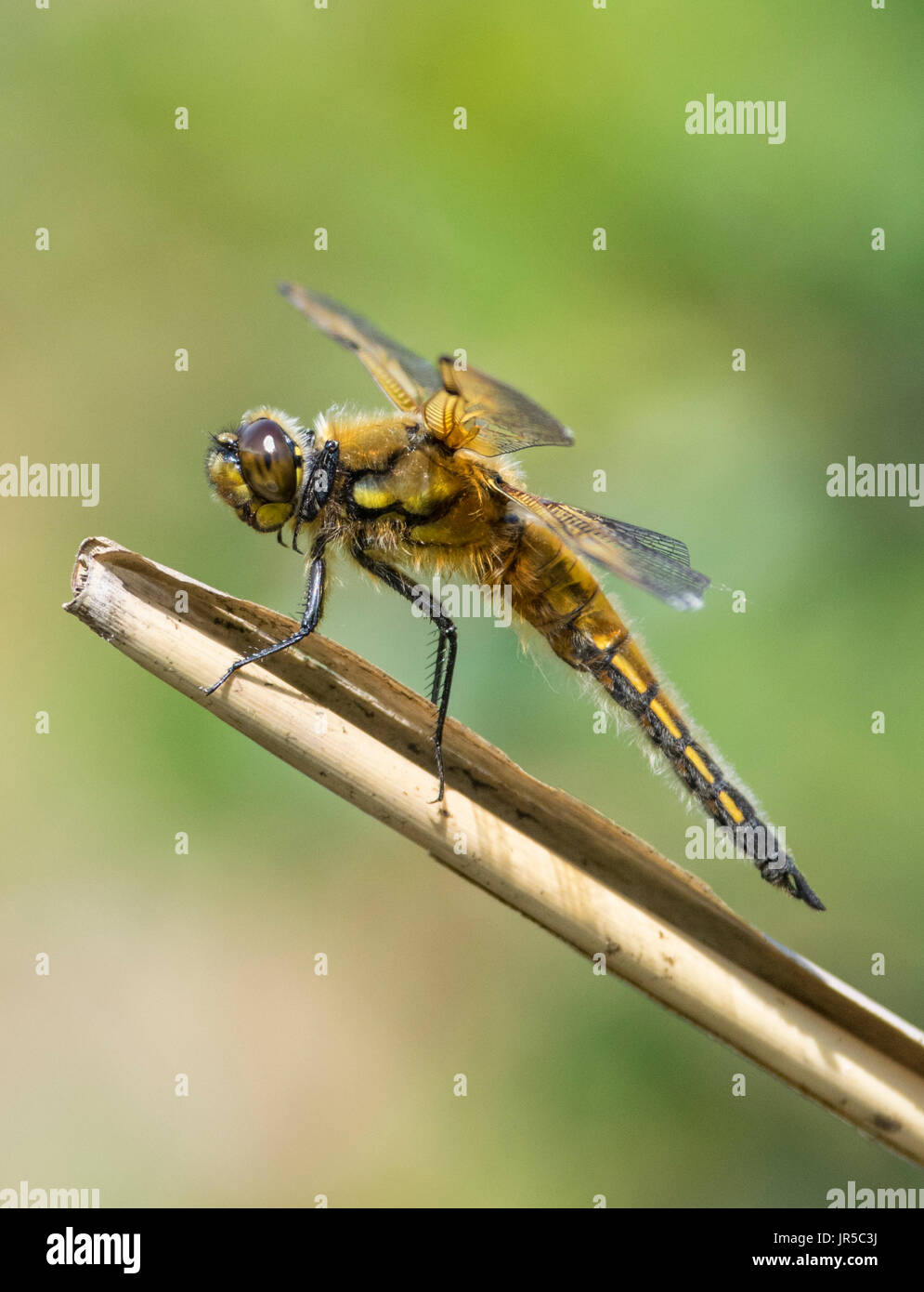 4 spotted Chaser dragonfly Landung auf Reed Barsch Stockfoto