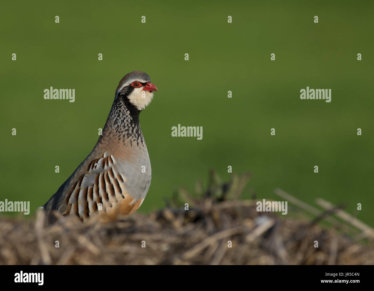 Red legged Partridge (Französisch), in Damm Stockfoto