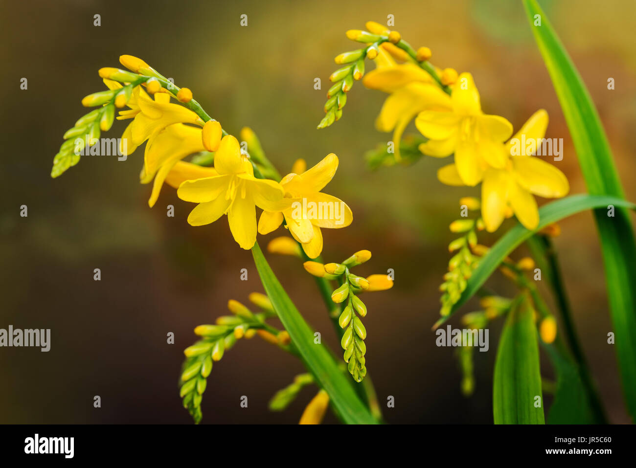 Leuchtend gelbe Blüten von Crocosmia Sulphurea. Stockfoto