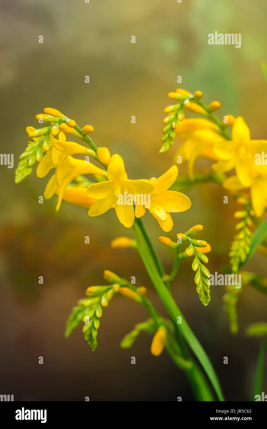 Leuchtend gelbe Blüten von Crocosmia Sulphurea. Stockfoto