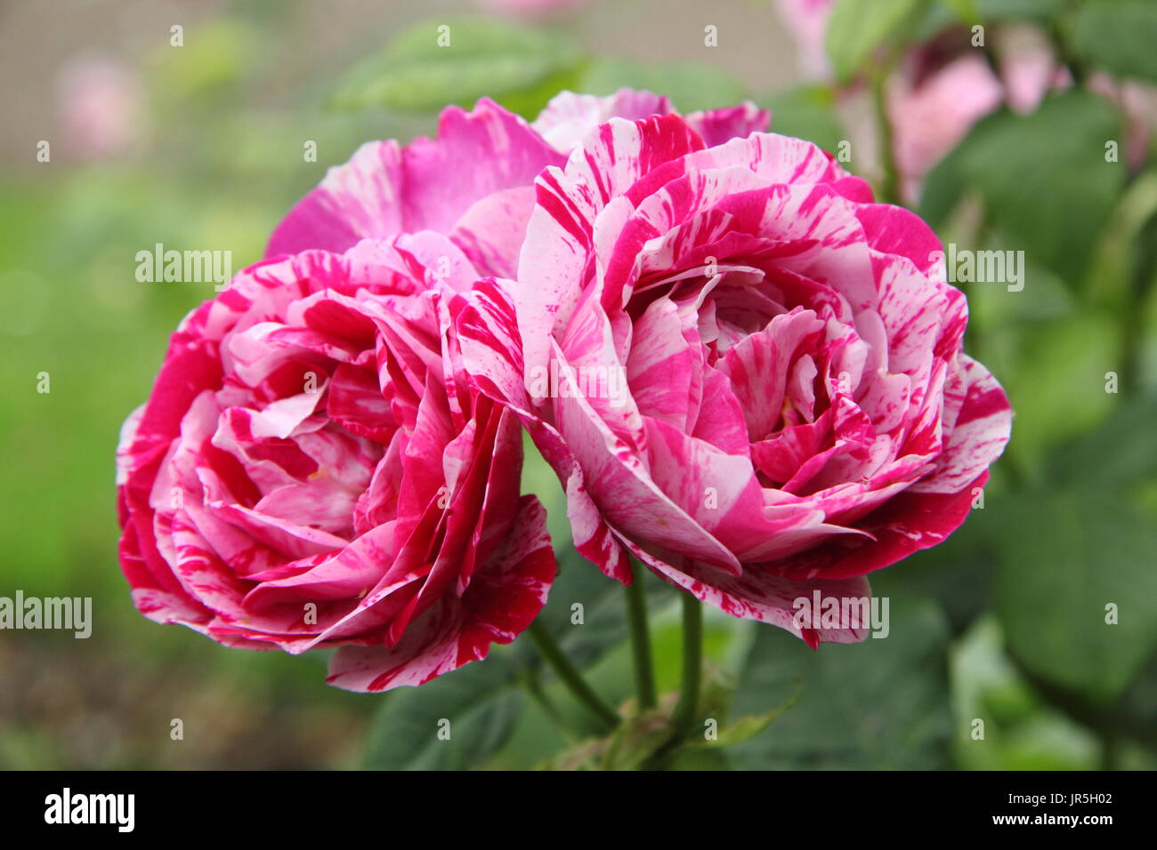 Rosa "Ferdinand Pichard", einem gestreiften Alter Rosen in voller Blüte, UK - Juni. HAUPTVERSAMMLUNG Stockfoto