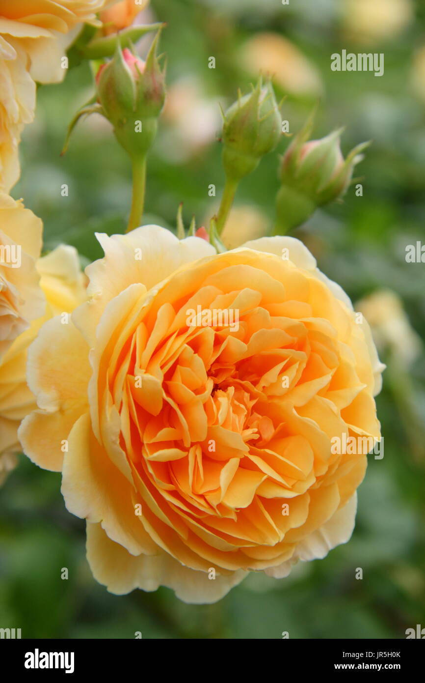 Rosa 'Crown Princess Margareta', von David Austin, englischer Garten im Sommer ein Klettern Englisch rose gezüchtet Stockfoto