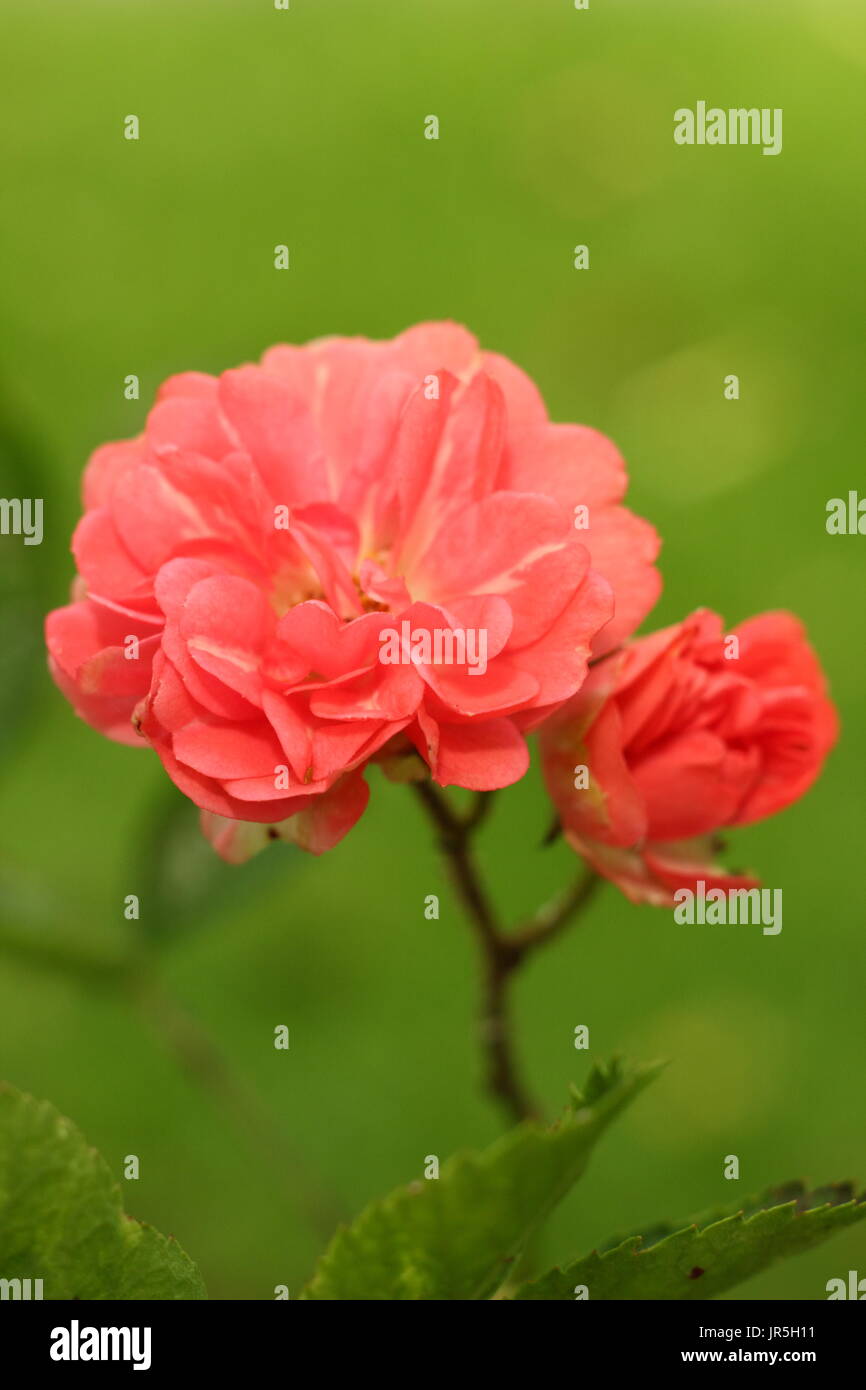 Rosa "Little Dorrit", stieg Polyanthus im Sommer Garten Grenze, UK Stockfoto
