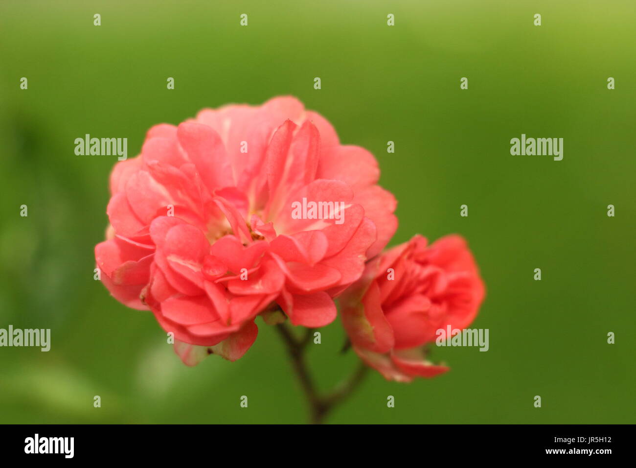 Rosa "Little Dorrit", stieg Polyanthus im Sommer Garten Grenze, UK Stockfoto