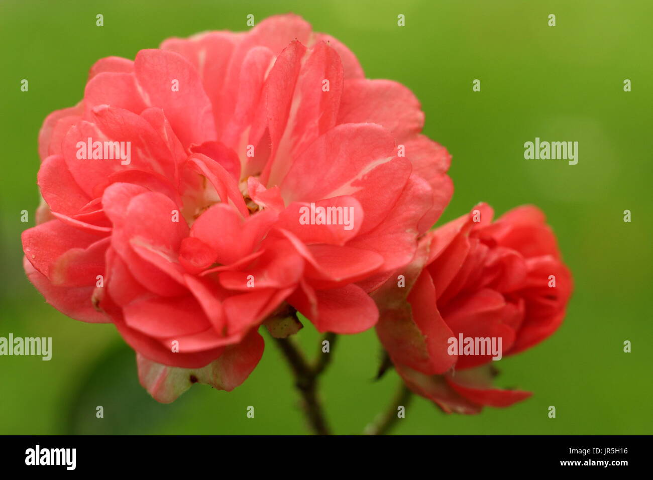 Rosa "Little Dorrit", stieg Polyanthus im Sommer Garten Grenze, UK Stockfoto