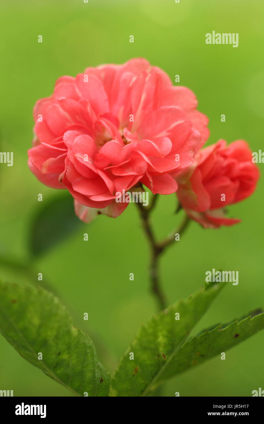 Rosa "Little Dorrit", stieg Polyanthus im Sommer Garten Grenze, UK Stockfoto