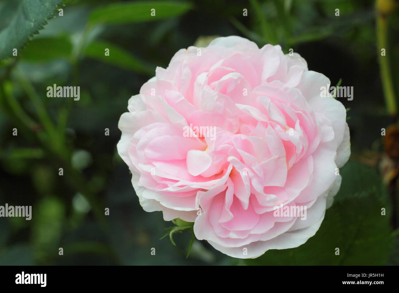 Rosa, 'Maiden Blush', einem duftenden Strauch Rose in voller Blüte in einem Englischen Garten Grenze im Sommer (Juni). Hauptversammlung Stockfoto