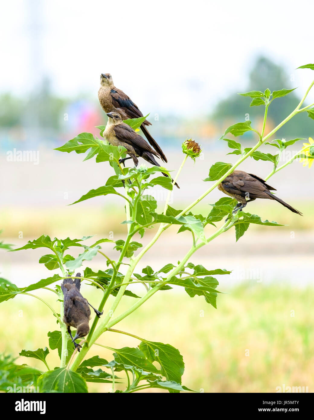 Ein Erwachsenen weiblicher Elternteil Great-tailed Grackle, Quiscalus Mexicanus, mit gelben Augen thront auf Sonnenblumen mit ihrem jungen Jungen. Oklahoma, USA. Stockfoto