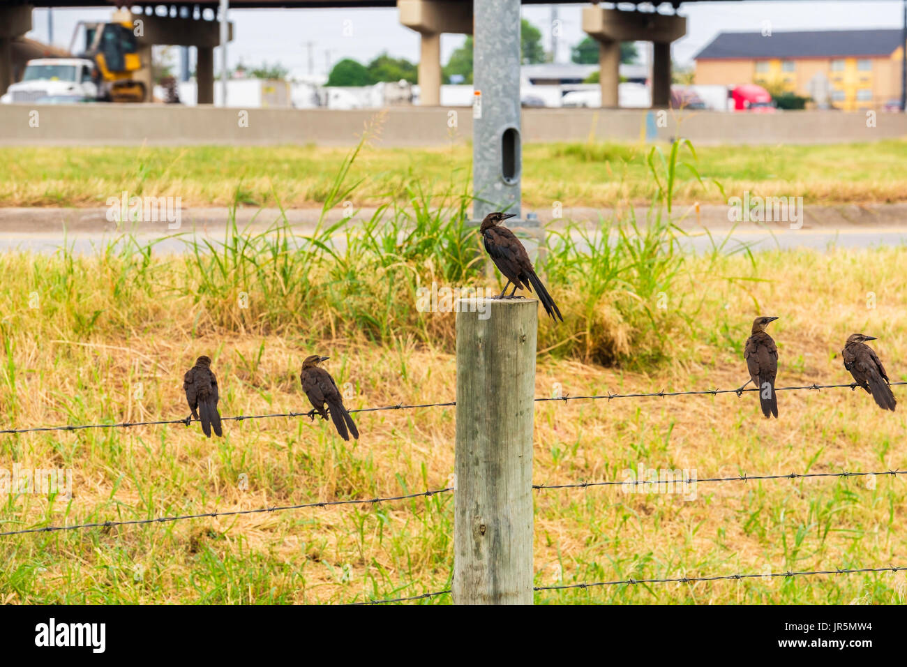 Ein weiblicher Elternteil Great-tailed Grackle, Quiscalus Mexicanus, hockt auf einem Pfosten mit ihrem jungen Jungen auf Stacheldraht Fechten thront. Oklahoma, USA. Stockfoto