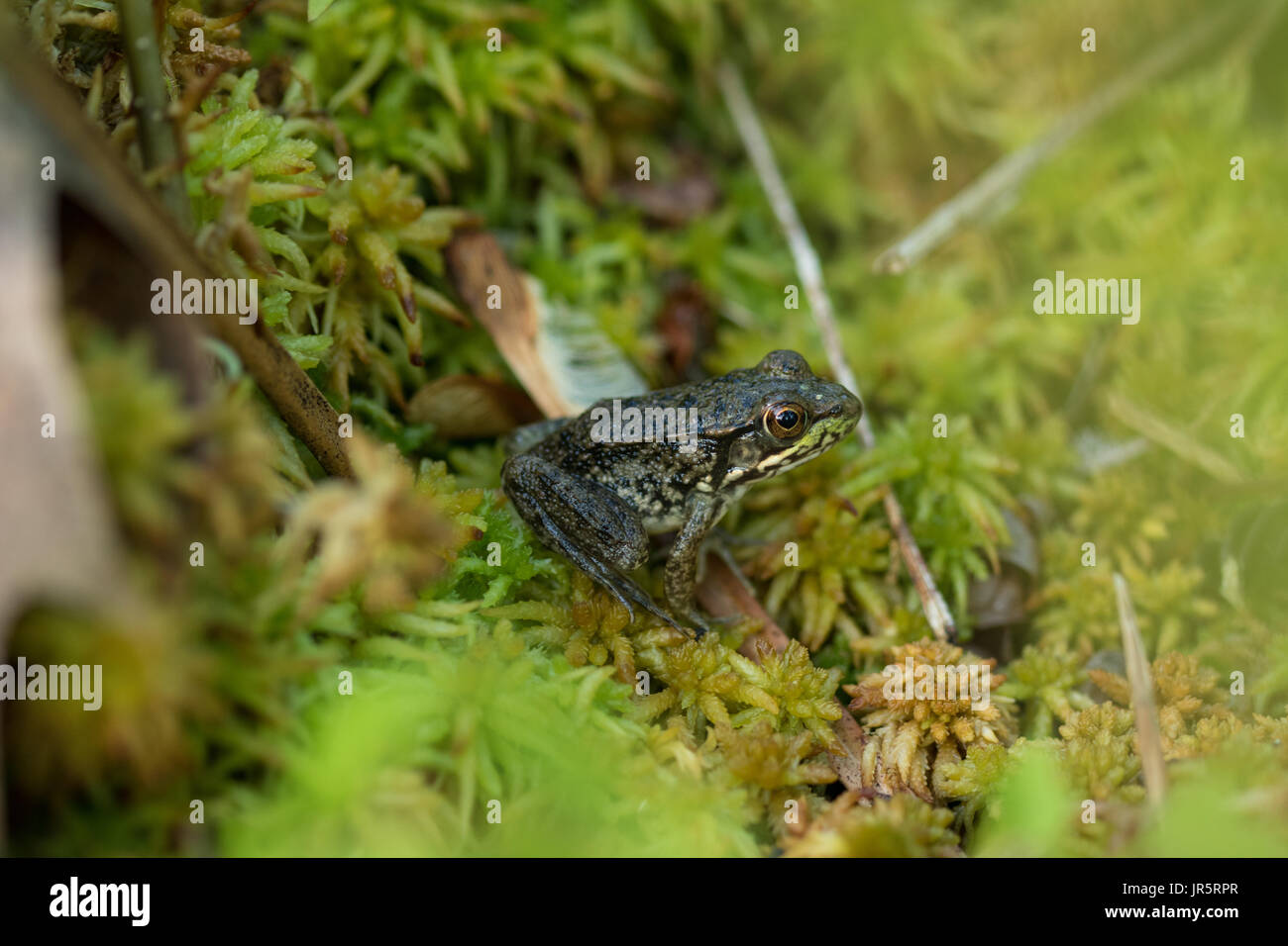 Lithobates Clamitans auf einem Sphagnum Hummock. Stockfoto