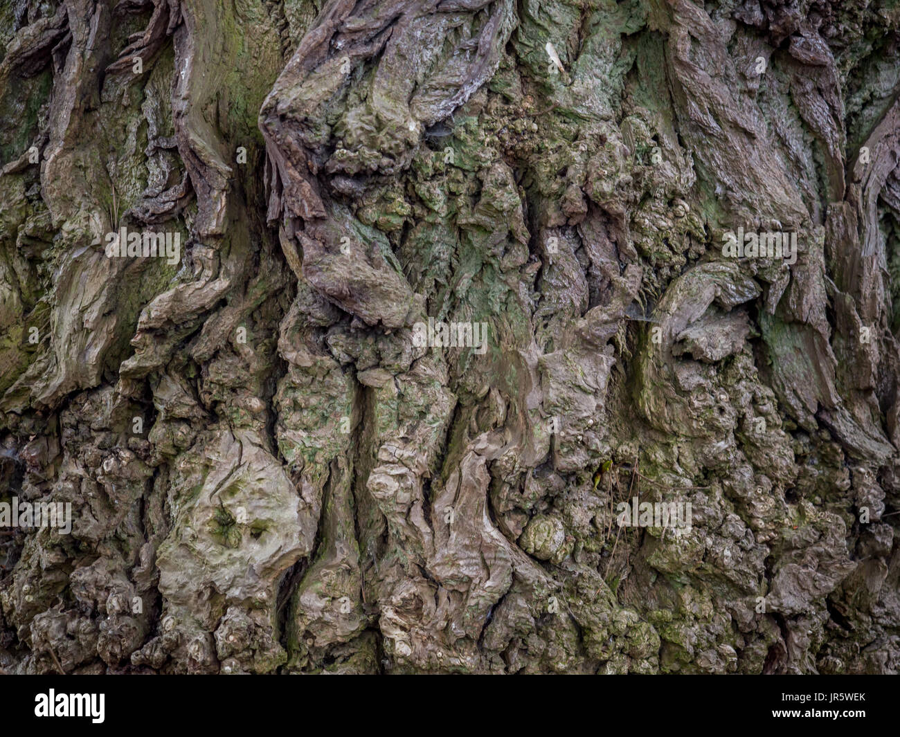 Hintergrund. die Rinde eines Baumes mit sichtbaren große Risse und Algen Stockfoto