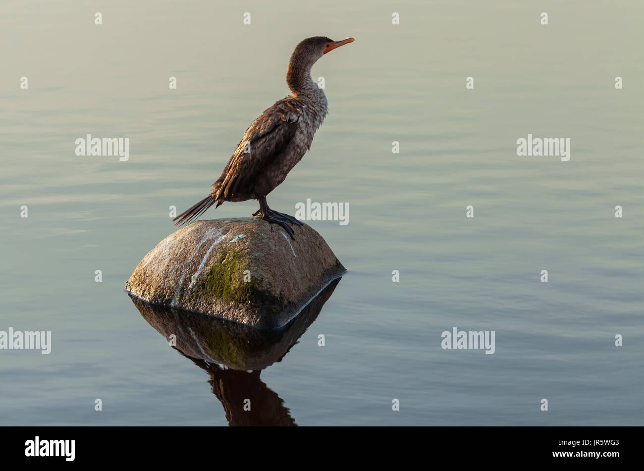 Ein Jugendlicher double-Crested cormorant (phalacrocorax auritus albociliatus) Trocknen wurde seine Federn unter Morgensonne nach Tauchgängen. Stockfoto