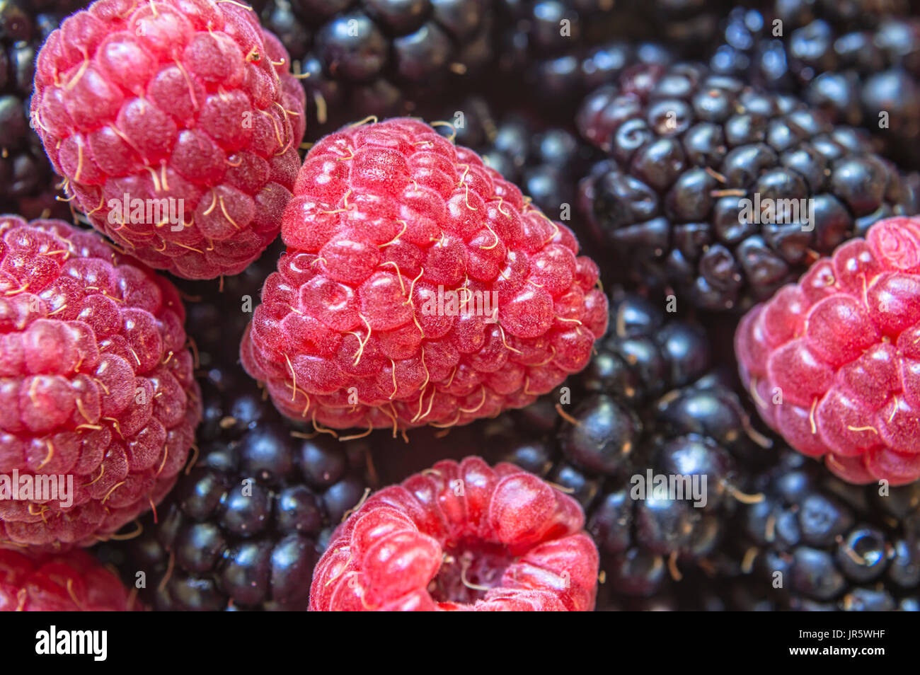 Gesunde Bio-reife Beeren. Nahaufnahme von Himbeeren und Brombeeren Obst. Stockfoto