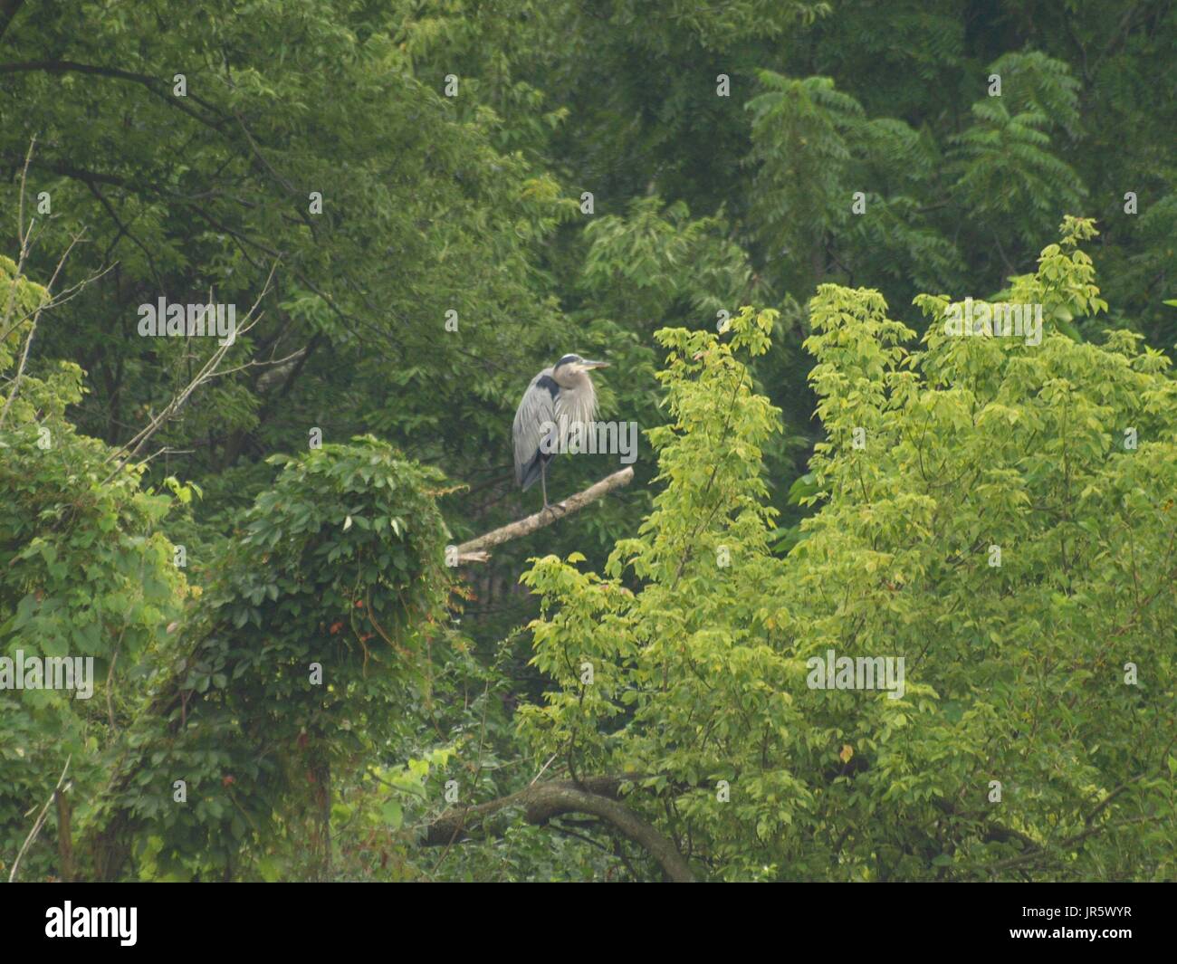 Majestic Heron thront auf toten Baum inmitten von üppigen Bäumen Stockfoto