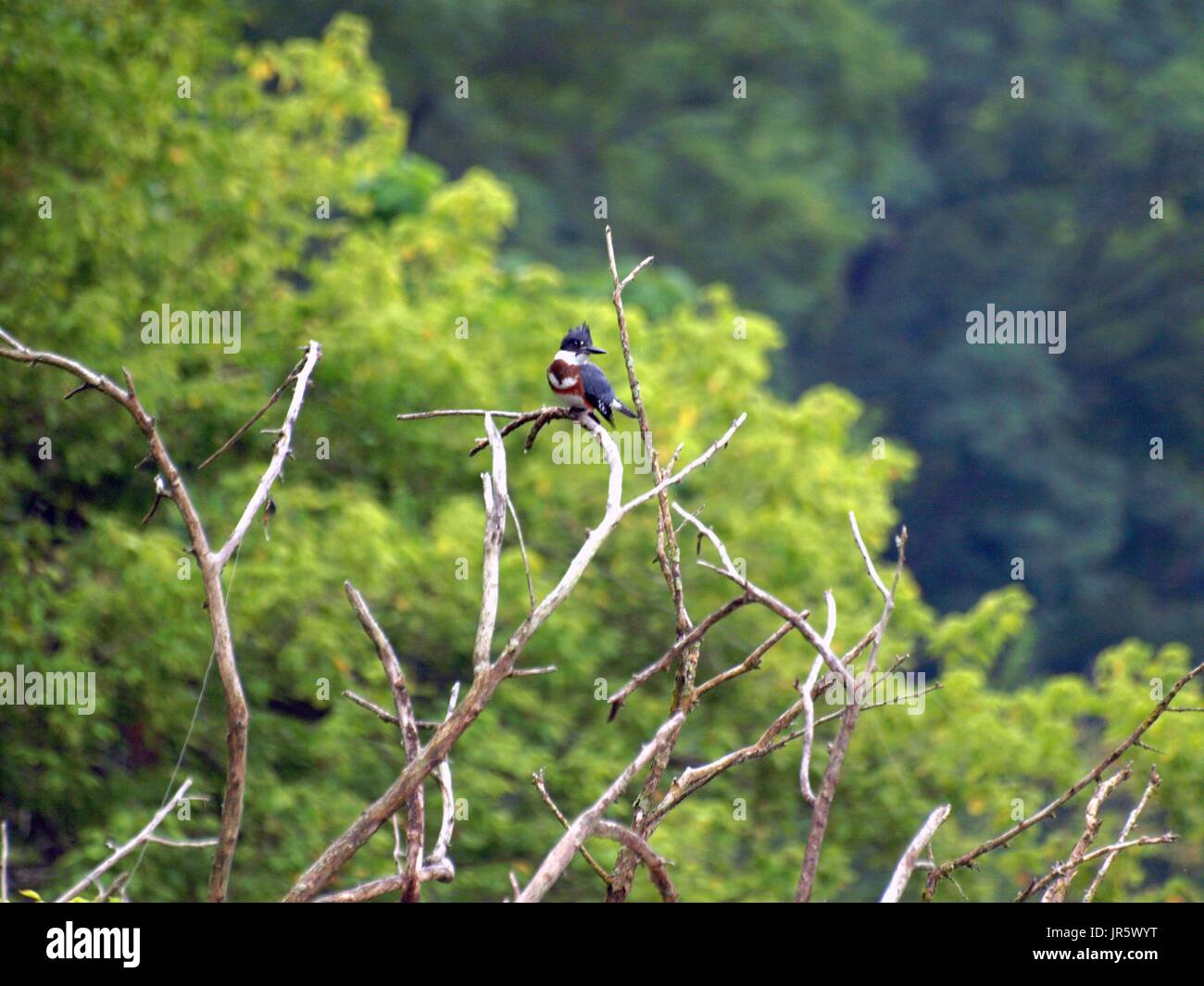 Gürtelreifen Kingfisher gehockt in toter Baum Stockfoto