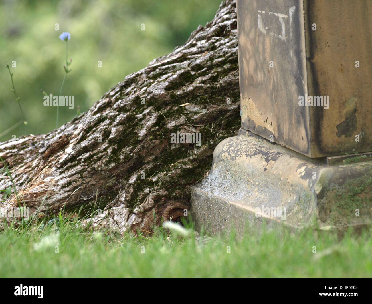 Grabstein und riesigen Baum verflochten Stockfoto