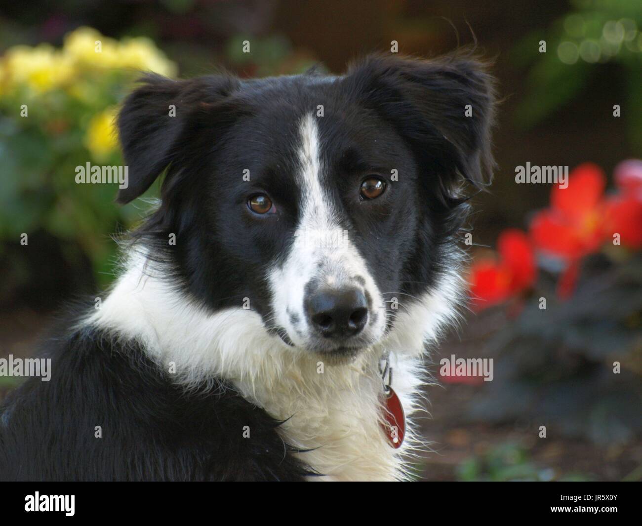 Black And White Border Collie Hund mit bernsteinfarbenen Augen Nahaufnahmen Stockfoto