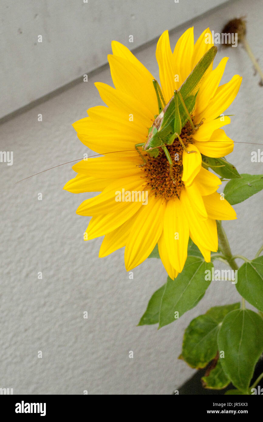 Grünes Heupferd, Heuschrecke Laubheuschrecke Auf Gelber Spieleheustadl Stockfoto