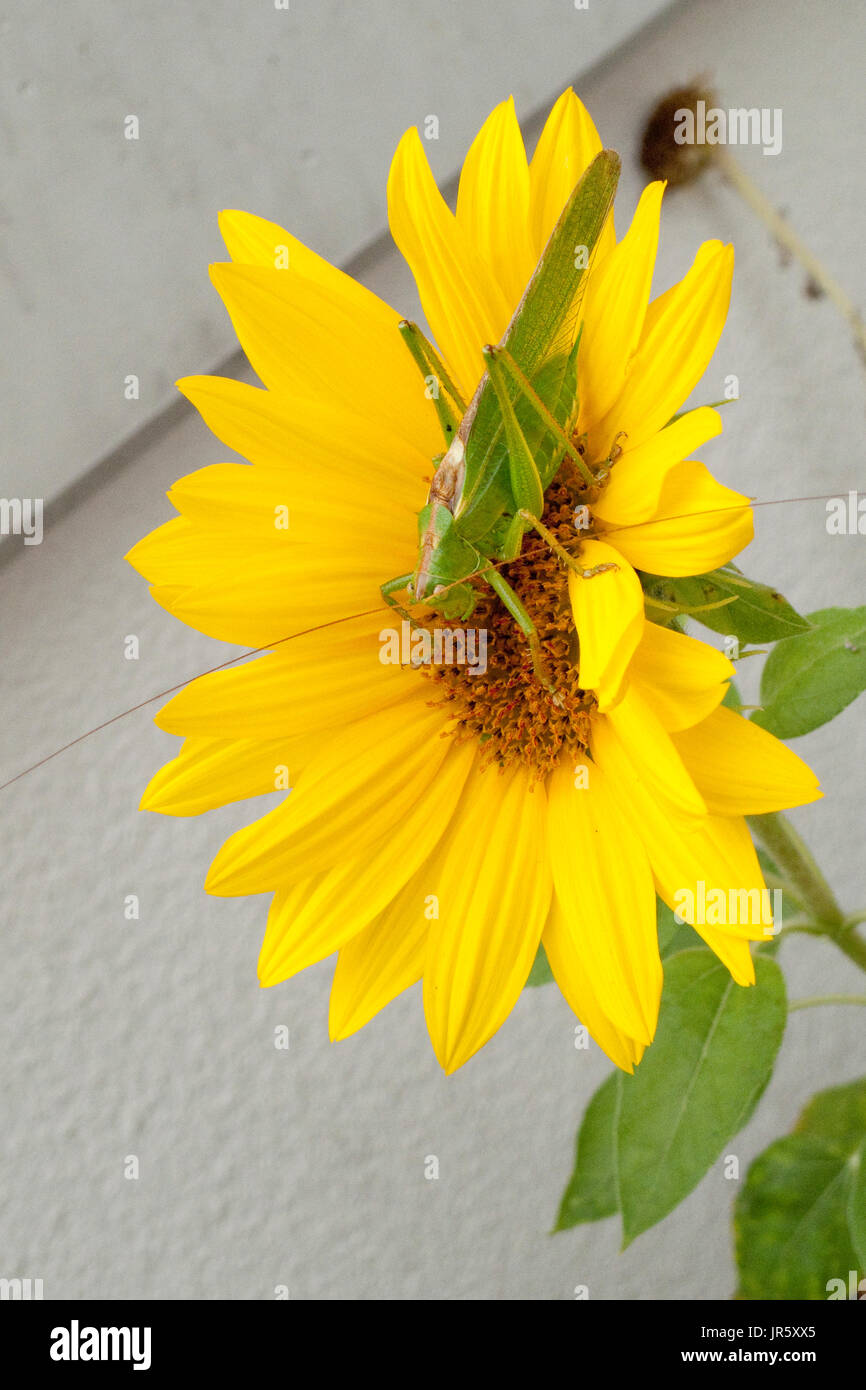 Grünes Heupferd, Heuschrecke Laubheuschrecke Auf Gelber Spieleheustadl Stockfoto
