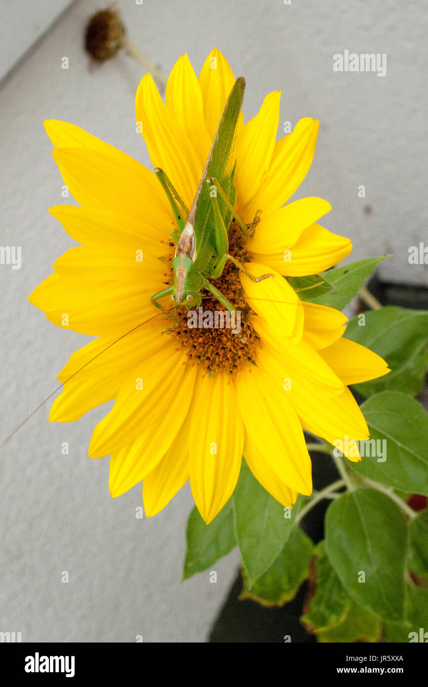 Grünes Heupferd, Heuschrecke Laubheuschrecke Auf Gelber Spieleheustadl Stockfoto