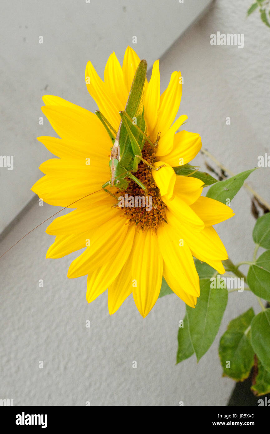 Grünes Heupferd, Heuschrecke Laubheuschrecke Auf Gelber Spieleheustadl Stockfoto
