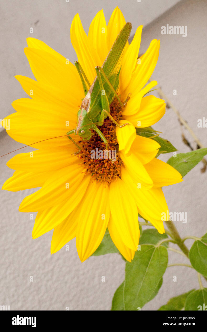 Grünes Heupferd, Heuschrecke Laubheuschrecke Auf Gelber Spieleheustadl Stockfoto