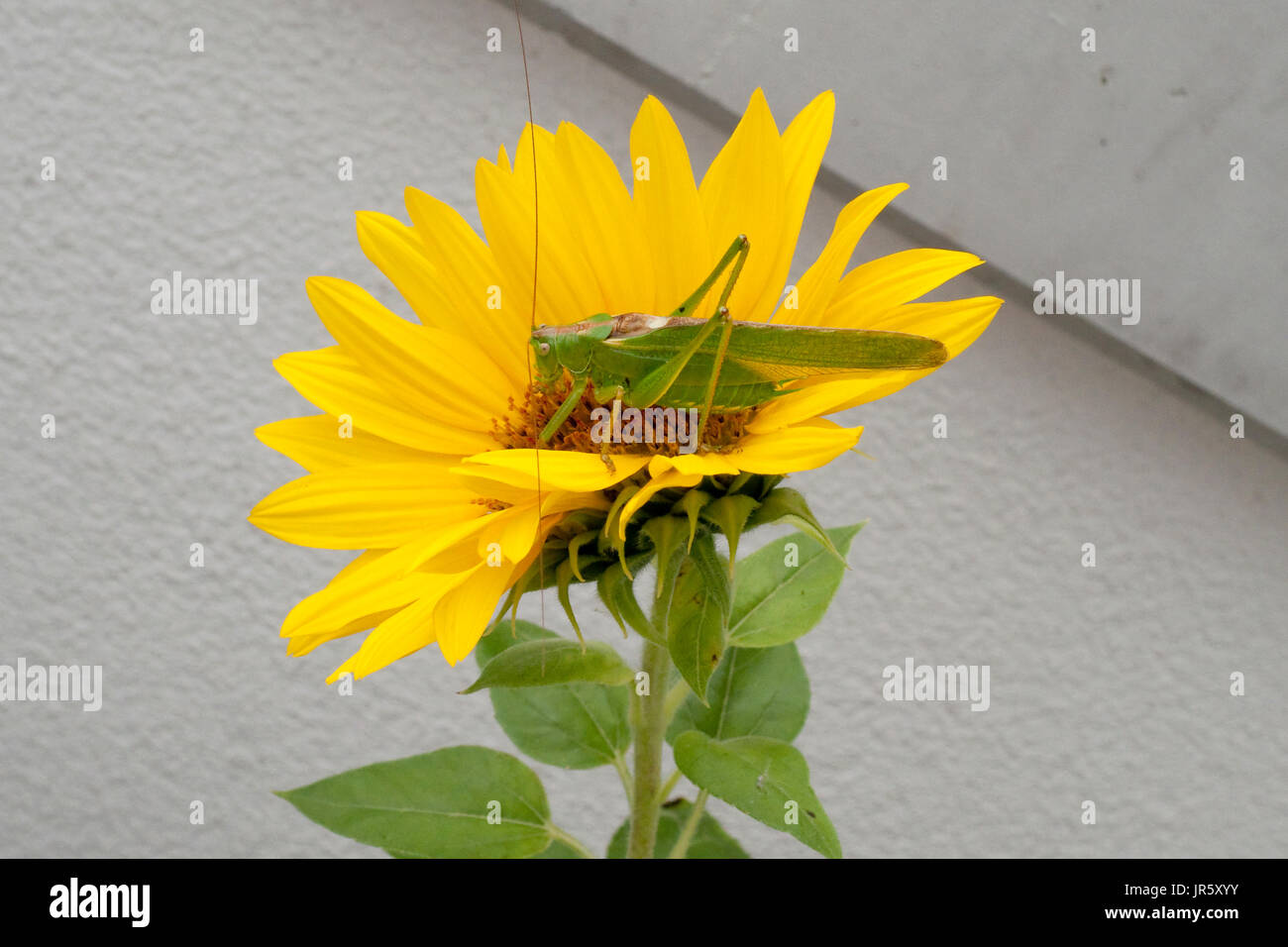 Grünes Heupferd, Heuschrecke Laubheuschrecke Auf Gelber Spieleheustadl Stockfoto
