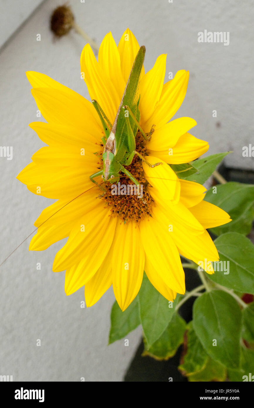Grünes Heupferd, Heuschrecke Laubheuschrecke Auf Gelber Spieleheustadl Stockfoto