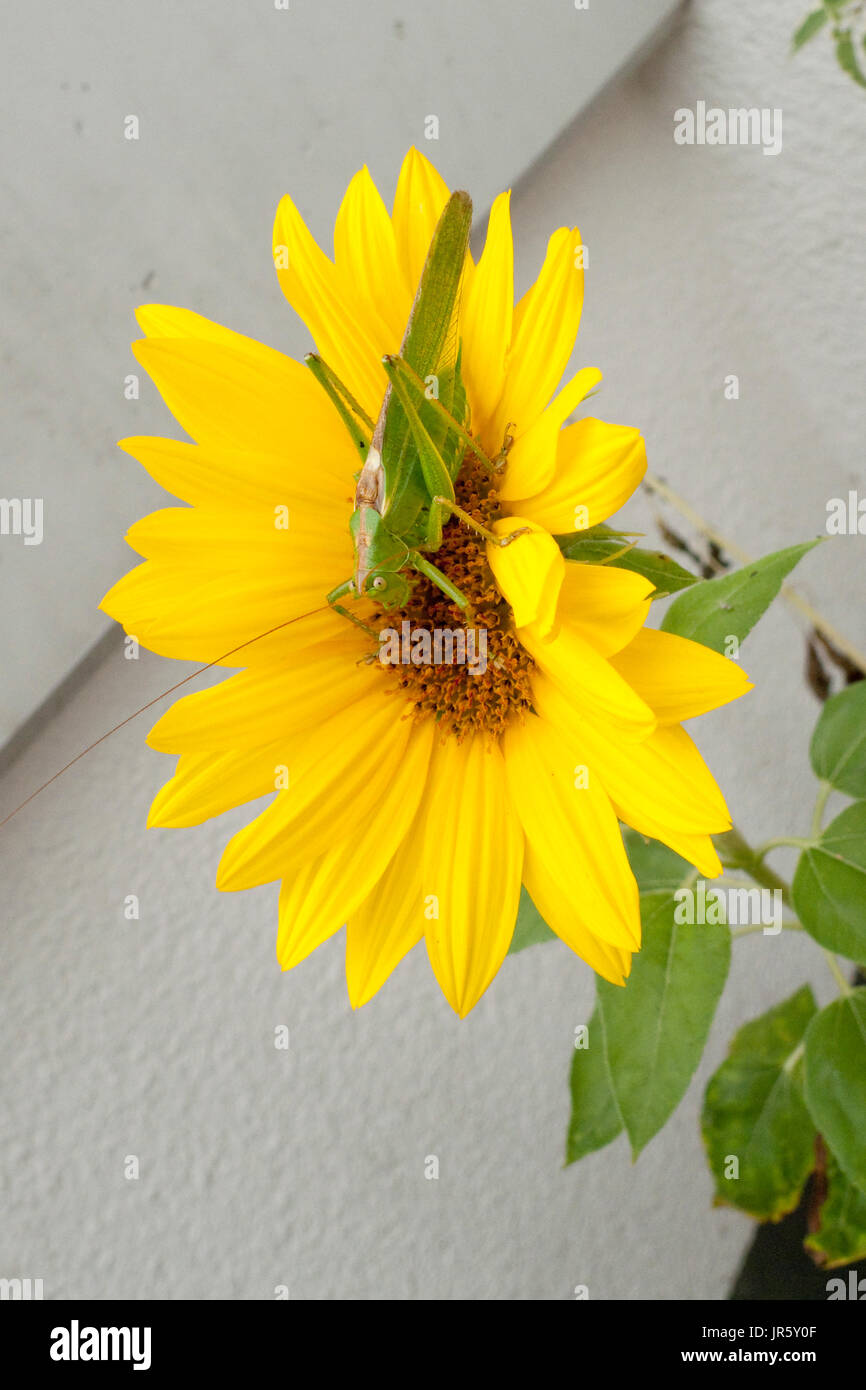 Grünes Heupferd, Heuschrecke Laubheuschrecke Auf Gelber Spieleheustadl Stockfoto