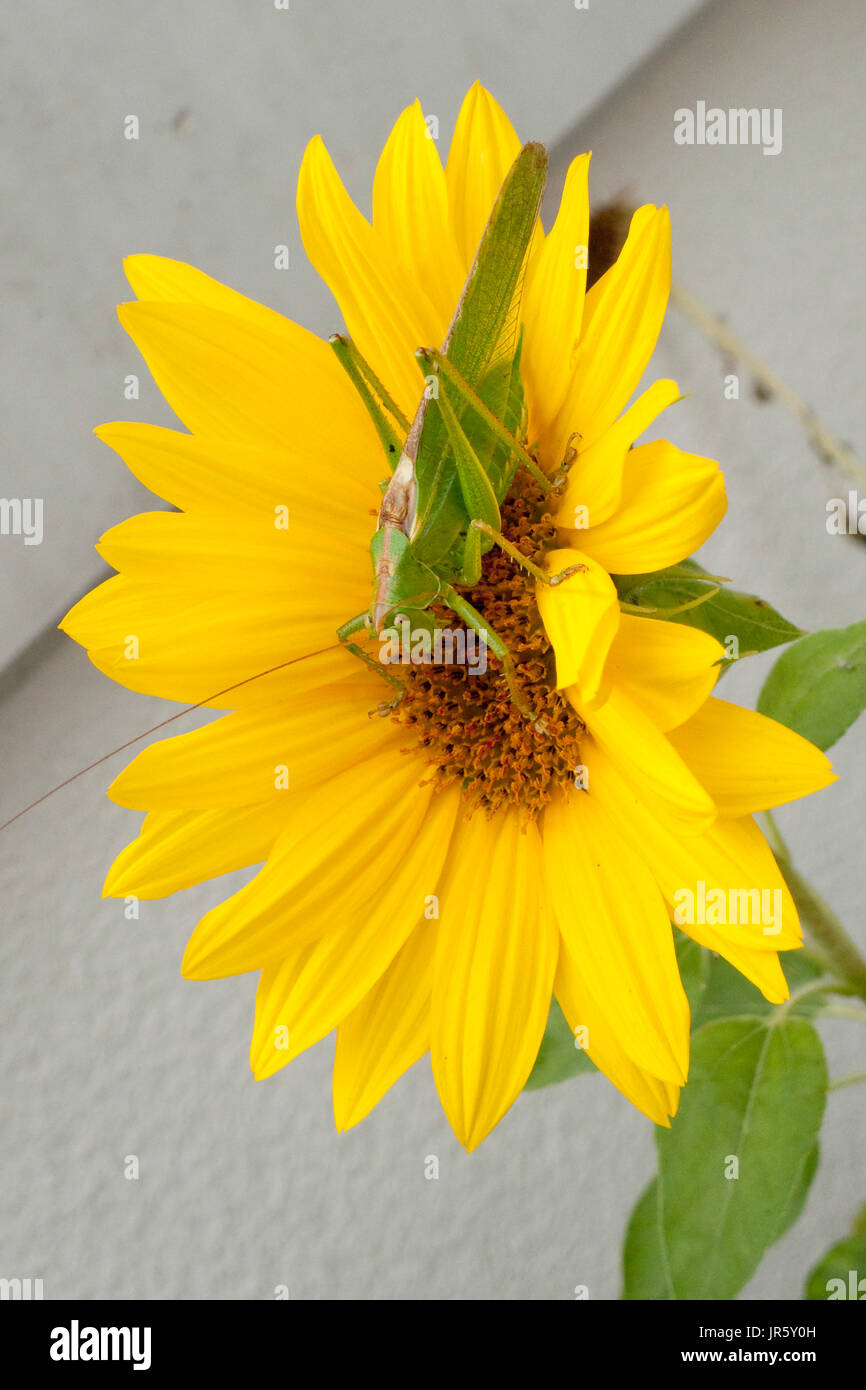 Grünes Heupferd, Heuschrecke Laubheuschrecke Auf Gelber Spieleheustadl Stockfoto