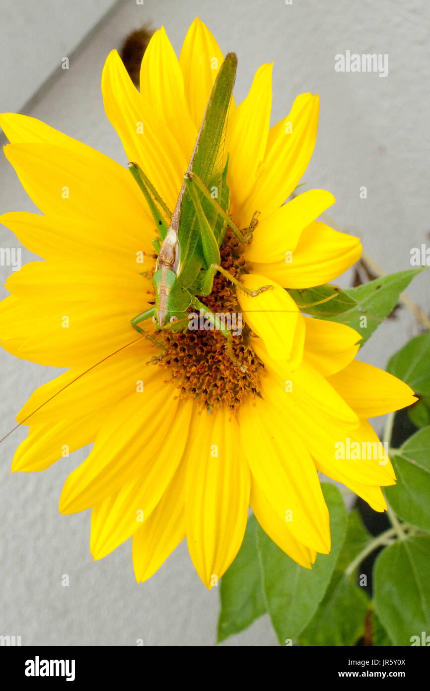 Grünes Heupferd, Heuschrecke Laubheuschrecke Auf Gelber Spieleheustadl Stockfoto