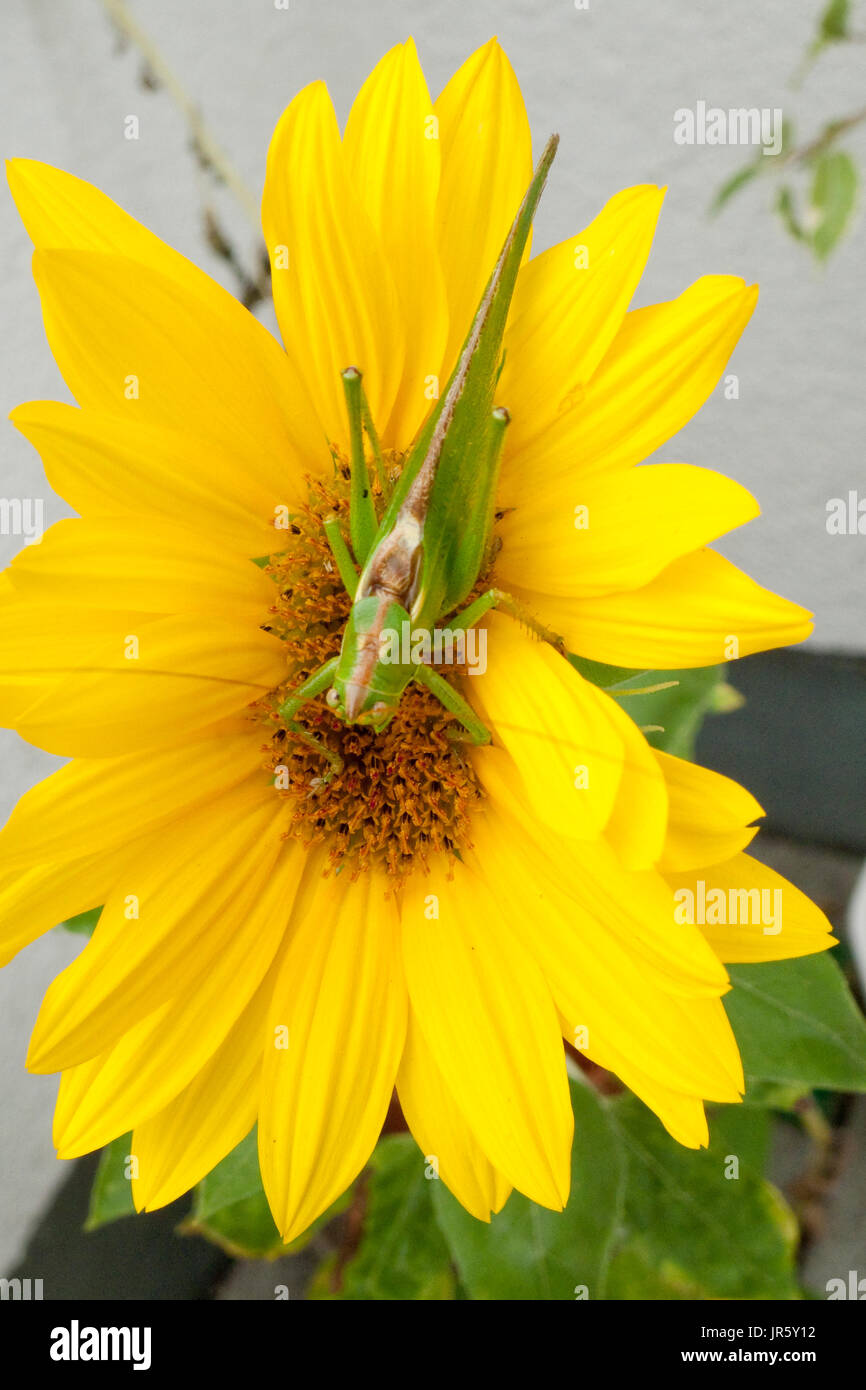 Grünes Heupferd, Heuschrecke Laubheuschrecke Auf Gelber Spieleheustadl Stockfoto
