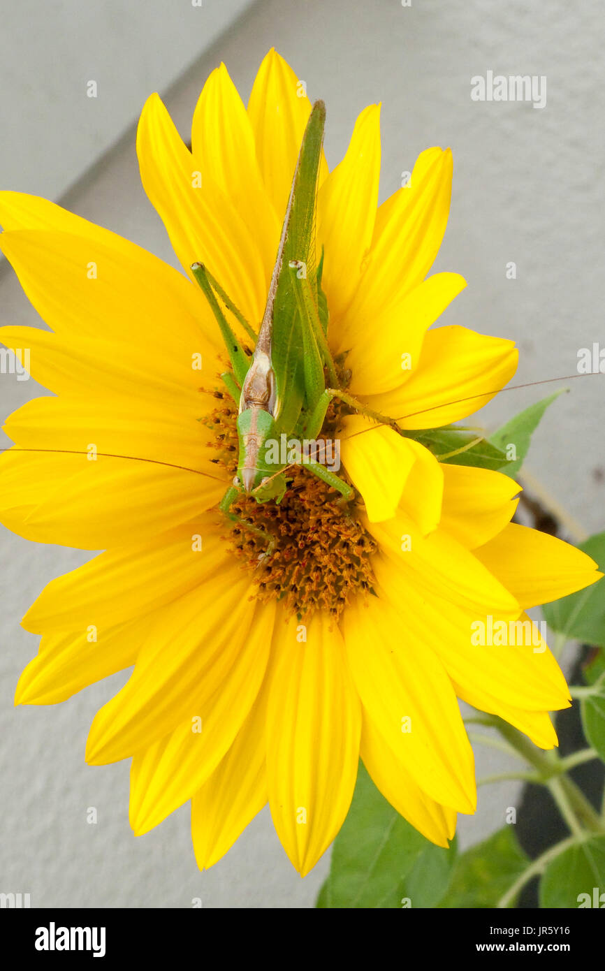 Grünes Heupferd, Heuschrecke Laubheuschrecke Auf Gelber Spieleheustadl Stockfoto