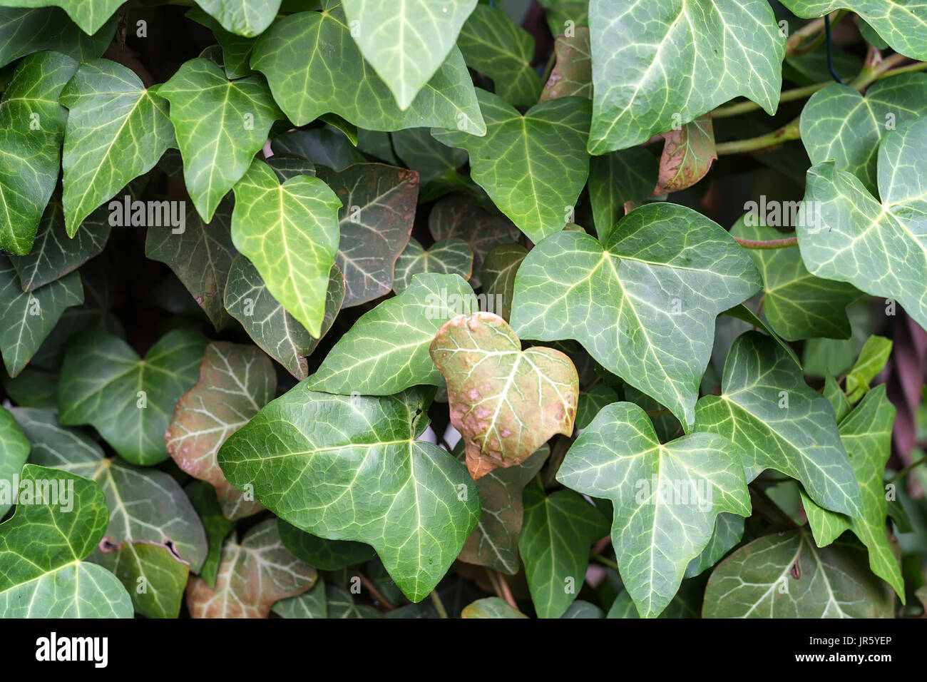 Gemeinsamen Ivy close-up Textur Stockfoto