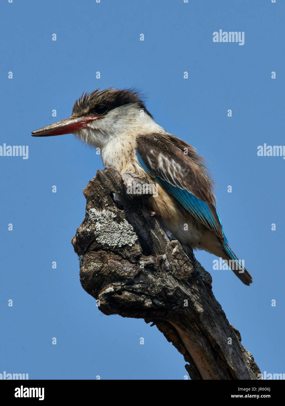 Gestreiftes Kingfisher (Halcyon Chelicuti) - thront auf der Spitze ein toter Ast gegen den Himmel Stockfoto