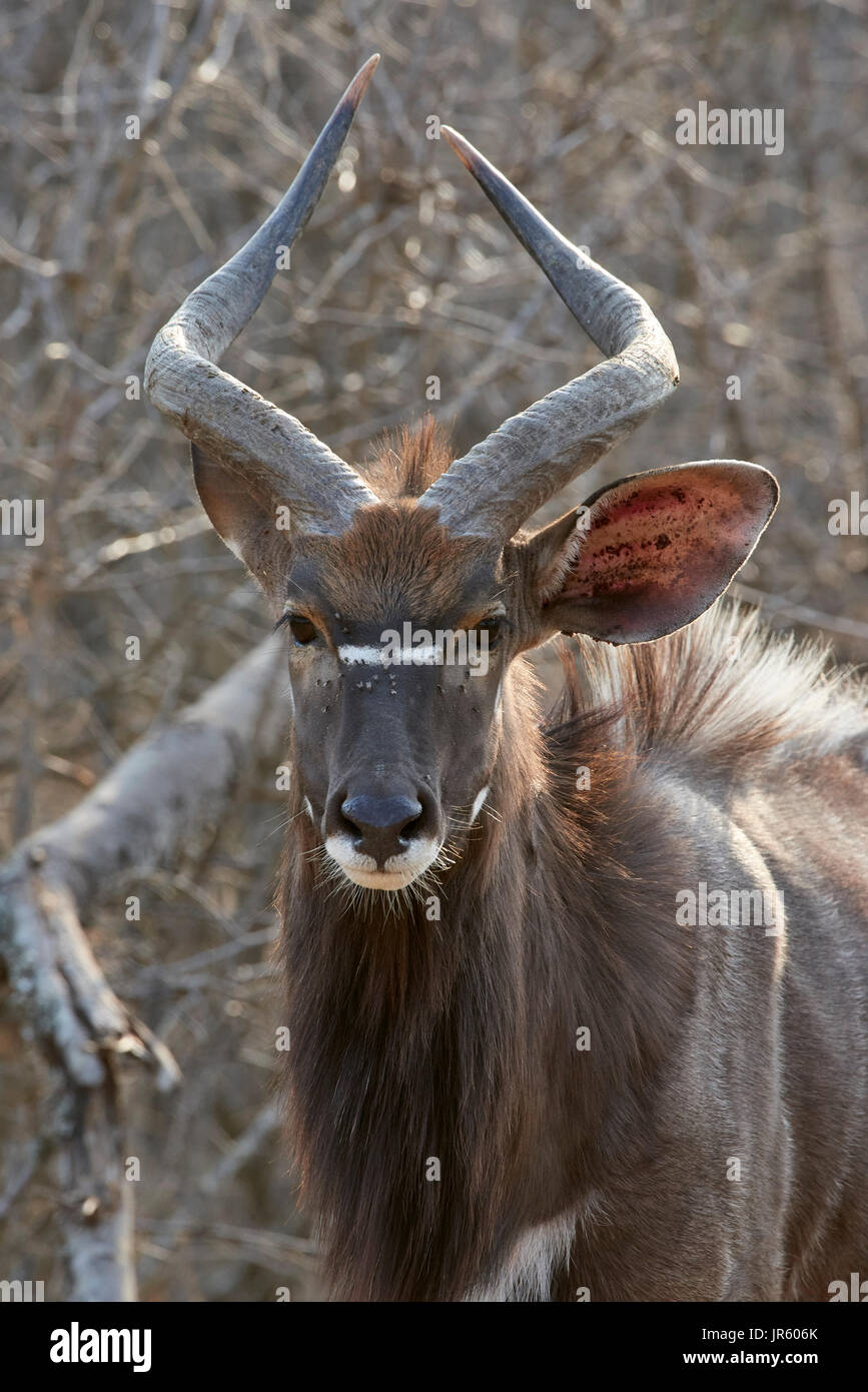 Nyala-Antilope (Tragelaphus Angasii) - Porträt des großen Mannes gegen die Bush Stockfoto