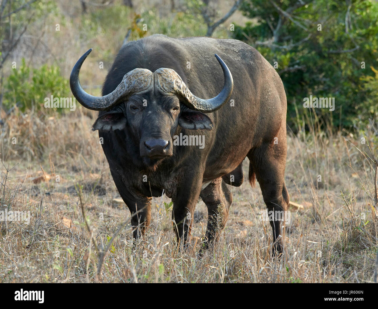 Afrikanischer Büffel (Syncerus Caffer) - stehen und starrte mit einem drohenden Blick Stockfoto