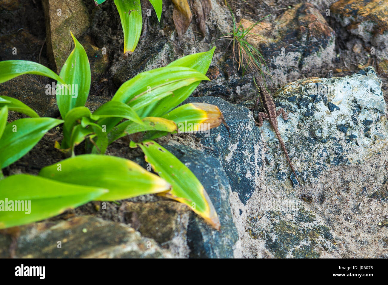 Graue Eidechse. Schöne Tier in der Natur Lebensraum. Eidechse aus Wald. Stockfoto