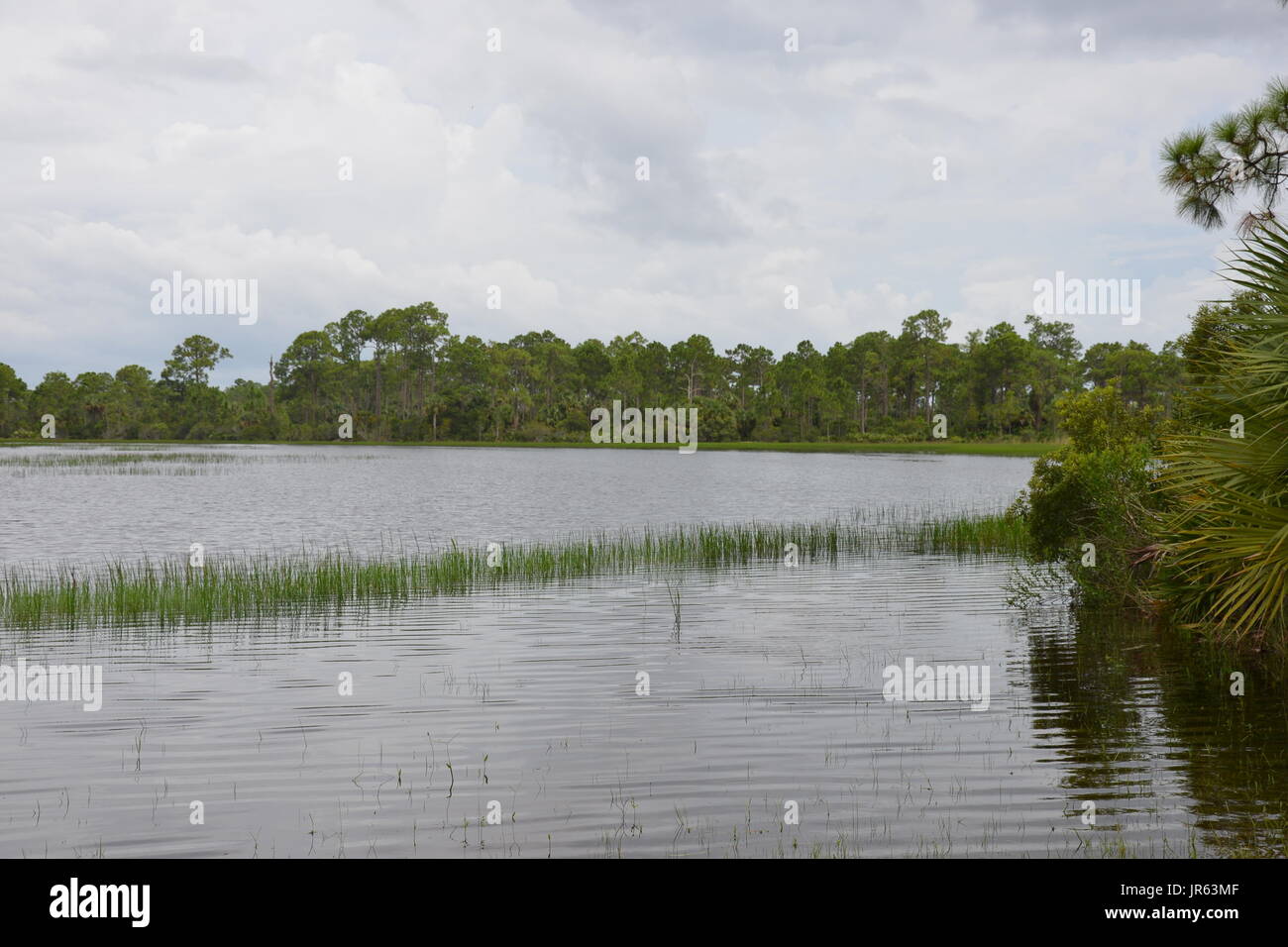 Florida Wäldern und Feuchtgebieten Lebensräumen Stockfoto