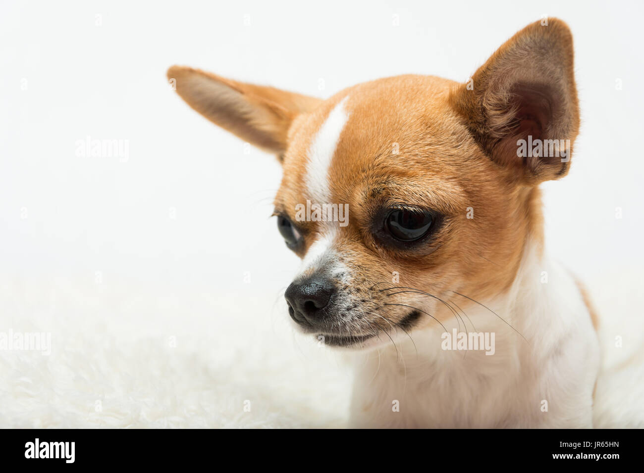 Porträt einer niedlich Chihuahua Welpen auf einem weißen Hintergrund. Stockfoto